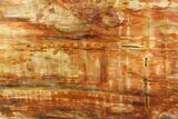 Wide, Thick, Petrified Wood (Araucaria) Slab - Madagascar #118586-2